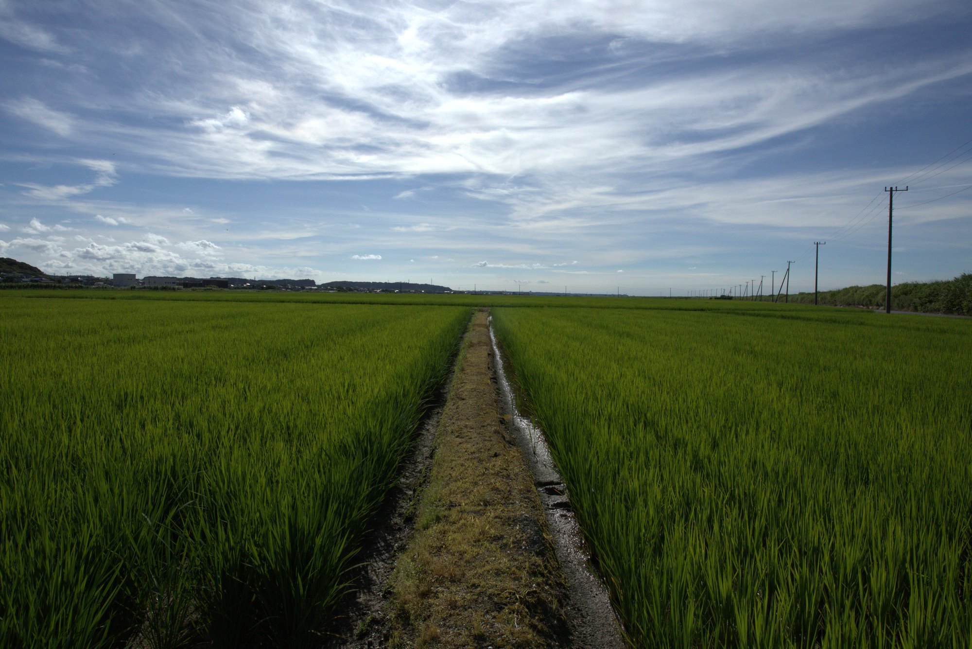 一面の水田｜東庄町の風景